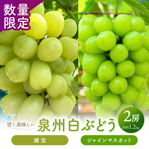 泉州ぶどう [マスカット食べ比べ]大粒大房の雄宝とシャインマスカット 2種セット[065C-007]