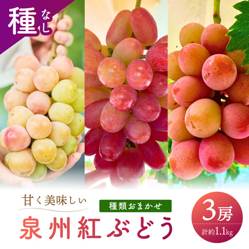 泉州ぶどう 彩りあざやか紅ぶどう 3種セット[065C-005]