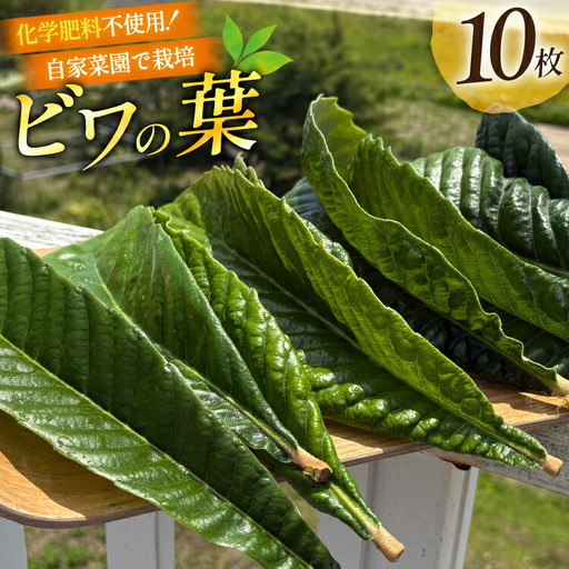 ビワの葉 10枚 100g以上