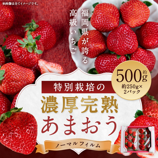 特別栽培の濃厚完熟あまおう 約500g 約250g×2パック【2026年12月上旬～4月下旬まで発送予定】 苺 いちご あまおう 果物 フルーツ 福岡県