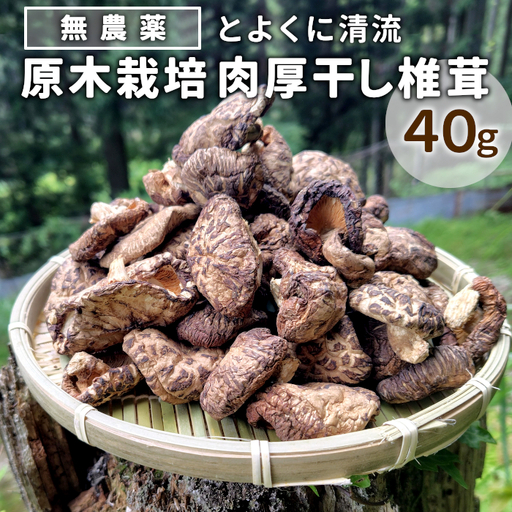 無農薬 原木栽培 肉厚 とよくに清流 ほししいたけ 40ｇ しいたけ 椎茸 シイタケ 原木椎茸 野菜 きのこ 無農薬栽培 干ししいたけ 乾燥しいたけ 干し椎茸 バーベキュー お試し 煮物 -347