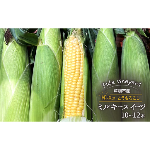 北海道芦別市産 とうもろこし ミルキースイーツ 10～12本 朝採れ とうもろこし