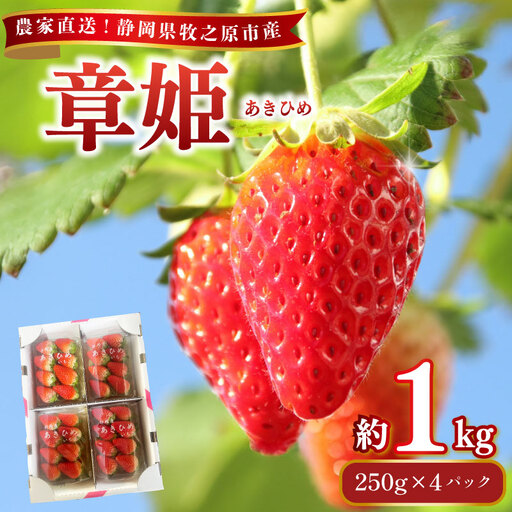 [数量限定]章姫 約1kg 苺 相良青果市場 牧之原市 静岡県