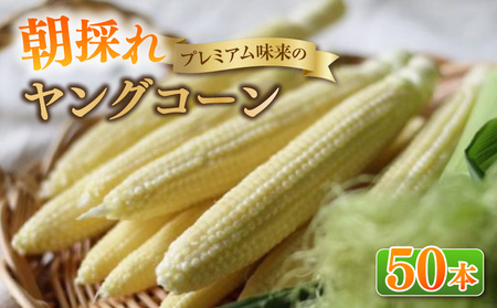 《2027年5月～発送》朝採れ！プレミアム味来のヤングコーン　50本・S100-115
