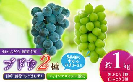 先行予約[2026年8月下旬から2026年9月上旬頃発送]ブドウ 2房 約1kg (1箱)