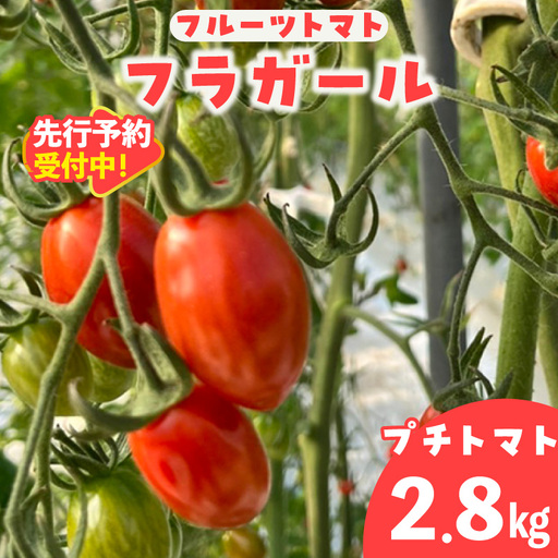 【先行予約】【2027年1月中旬以降発送】フルーツトマト　フラガール2.8kg（へたなし）│ミニトマト 野菜 常滑市