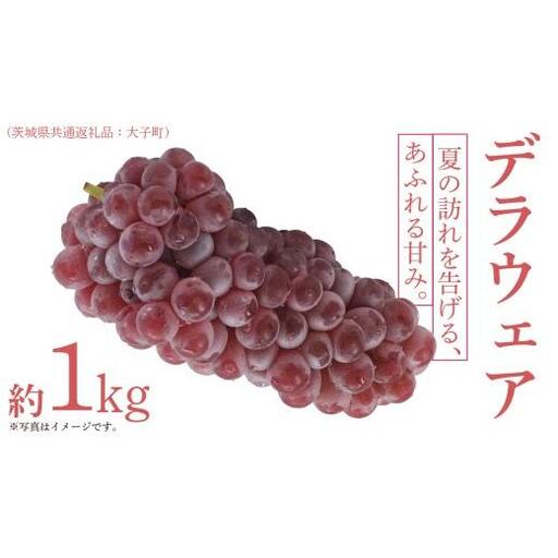 デラウェア 1kg [ 2026年6月発送開始 ] (茨城県共通返礼品:大子町)
