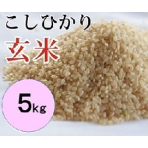 大山の一粒 玄米 5kg【玄米 5kg 5キロ こめ コメ げんまい ゲンマイ 先行予約 お米 こしひかり コシヒカリ ごはん ライス 国産 お取り寄せ 鳥取県 大山町】
