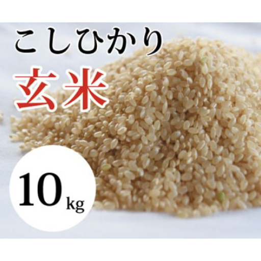 大山の一粒 玄米 10kg[玄米 10kg 10キロ こめ コメ げんまい ゲンマイ 先行予約 お米 こしひかり コシヒカリ ごはん ライス 国産 お取り寄せ 鳥取県 大山町]