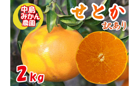 [2027年3月頃から順次発送] せとか 訳あり 2kg | セトカ みかん 蜜柑 柑橘 高級 わけあり 訳あり 甘い みかん 柑橘 愛媛 糖度 せとか 愛媛三大柑橘( 紅まどんな せとか 甘平 ) 愛媛 松山 中島みかん農園
