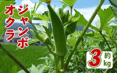 ＜先行予約！2027年7月上旬以降順次発送予定＞ジャンボオクラ(約3kg) 国産 野菜 オクラ 産地直送 【man352】【Aglio nero】