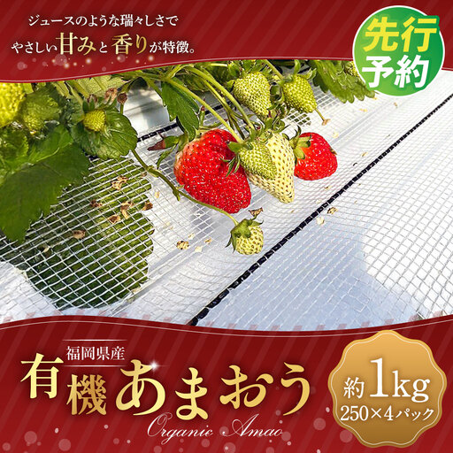有機あまおう250g×4パック 【2027年1月上旬～3月下旬頃発送予定】 苺 いちご イチゴ 果物 くだもの フルーツ 国産 冷蔵 250g 4パック 有機あまおう あまおう