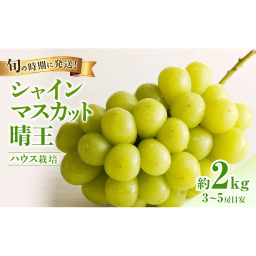 [2026年先行受付] シャインマスカット 晴王 ハウス栽培 約2kg(3〜5房目安) 岡山県産 ぶどう 葡萄 ブドウ 御中元 ギフト 御礼 プレゼント 御礼 御祝 御供 果物 くだもの フルーツ