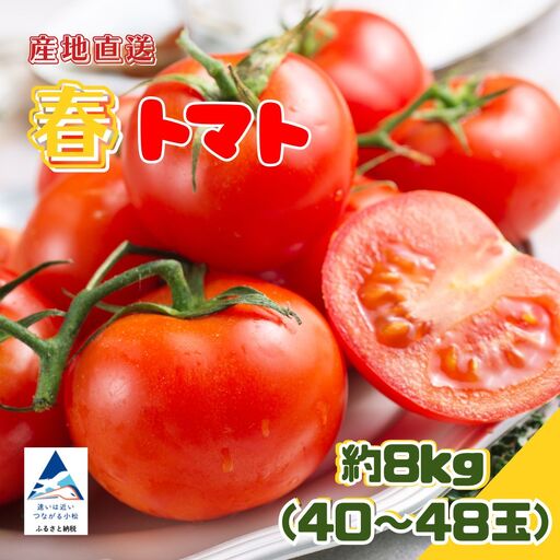 春トマト  40玉～48玉（約8kg）小松産 野菜 春とまと | 石川県 小松市【JAあぐり】