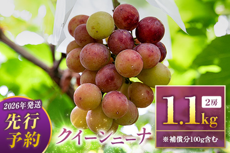ぶどう クイーンニーナ 1kg+100g補償付 果物 フルーツ