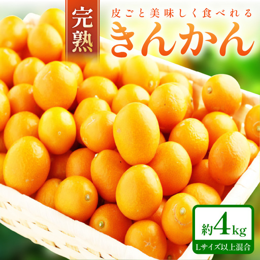 完熟きんかん/金柑 4kg 秀品 Lサイズ以上≪先行予約2027年2月頃より順次発送分≫[0375-5]