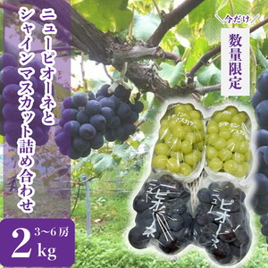 世羅産ニューピオーネとシャインマスカットの詰め合わせ 約2kg(3〜6房)[先行予約・数量限定]カナダ人農園主 シャイン ピオーネ ぶどう ブドウ フルーツ 果物 くだもの 産地直送 世羅 ラピアビンヤード[2026年9月下旬以降順次発送] A021-12