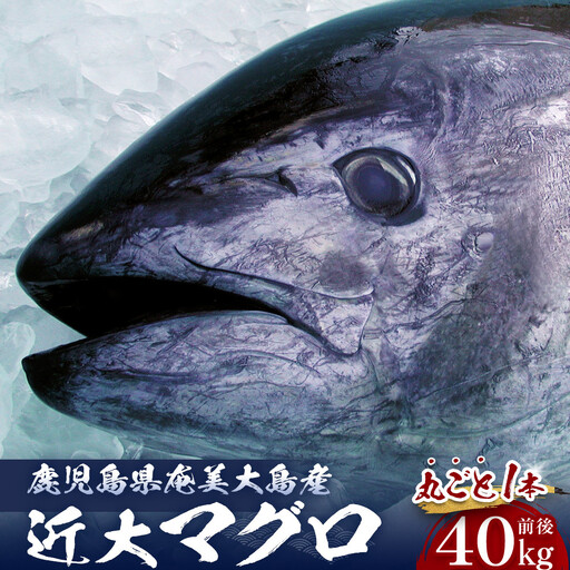 【近大マグロ 1本丸ごとお届け】鹿児島県 奄美大島産 近大マグロ 1本40kg前後 養殖クロマグロ 赤身 大トロ 中トロ 近畿大学