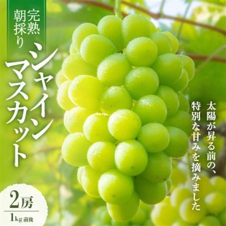 【2026年発送】朝採り直送!さつきぶどう園シャインマスカット2房1.0kg程度【フルーツ王国岡山】【配送不可地域：離島】【1710161】