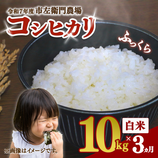 【定期便】米 令和7年産 コシヒカリ10kg×3回 こしひかり
