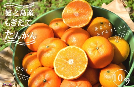 《今が旬！》島の農家さん直送便！徳之島産もぎたてたんかん（10キロ） ( タンカン フルーツ みかん 果物 柑橘 甘い 徳之島 奄美 鹿児島 もぎたて フレッシュ 世界自然遺産 フルーツアイランド 先行予約 )
