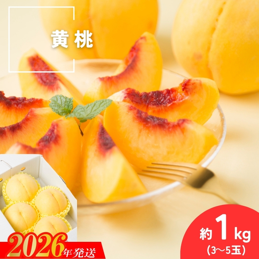 No.3305 種まきうさぎ 福島市産 黄桃 (品種おまかせ) 約1kg
