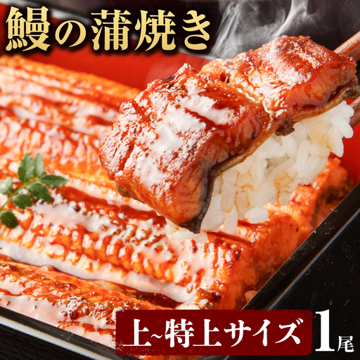 国内産 鰻の蒲焼き 徳島県産 うなぎの蒲焼き 1尾 タレ・山椒付[土用の丑の日予約(7/15〜7/26)]うなぎの蒲焼き うなぎ 鰻 蒲焼 蒲焼き ウナギの蒲焼 徳島県産