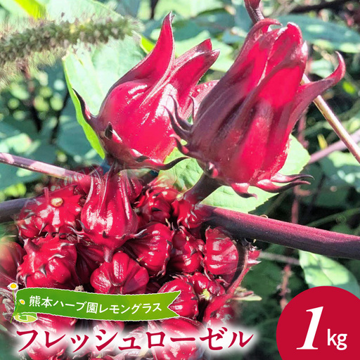 熊本ハーブ園レモングラス　フレッシュローゼル(1kg)_U42-0020