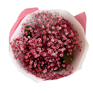 チェリーかすみの花束 [ カスミソウ ブーケ 花 花束 花ギフト ]
