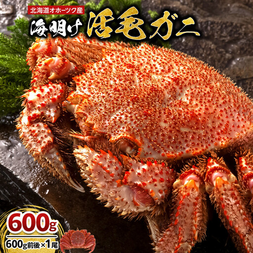 【2027年先行予約／着日指定可】北海道オホーツク産海明け活毛ガニ　ボイル未冷凍配送(チルド 冷蔵配送)　600g前後　1尾 | 毛ガニ_05668