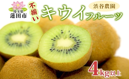 渋谷農園 キウイフルーツ（グリーン）不揃い 4kg以上 キウイ グリーン グリーンキウイ フルーツ 栄養 ビタミンC 食物繊維 酵素 カリウム 葉酸 ビタミンE 低カロリー 果実 果物 お取り寄せ 埼玉県 蓮田市