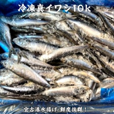 冷凍真いわし 10kg【配送不可地域：離島】【1711015】