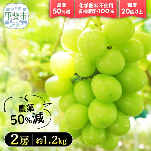 [2026年/令和8年発送]樹上完熟シャインマスカット(特別栽培)1.2kg/2房