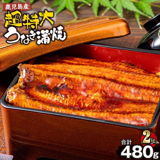 鹿児島産 超特大 うなぎ 蒲焼 ( 無頭 ) (計480g以上・240g以上×2尾) 鰻 蒲焼き 真空パック[株式会社財宝]A1042