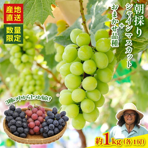 [2026年8月以降発送 先行予約]シャインマスカット 1房 おまかせ品種 1房 約1kg