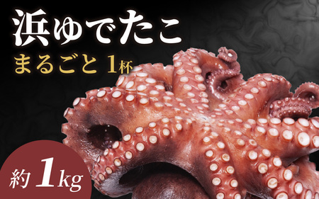[先行予約]茹でたこ 約1.0kg※2026年5月中旬ごろ順次発送|北陸 タコ 下処理済み [B-018007]