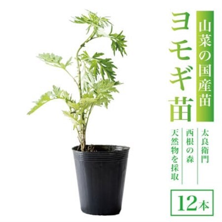 天然採取【西根の森】ヨモギ苗 12本セット(ポット苗)国産山菜苗【1697542】