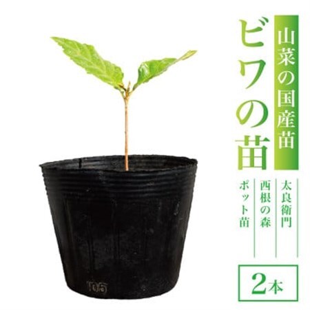 【西根の森】ビワの苗 2本(ポット苗)国産【1697551】