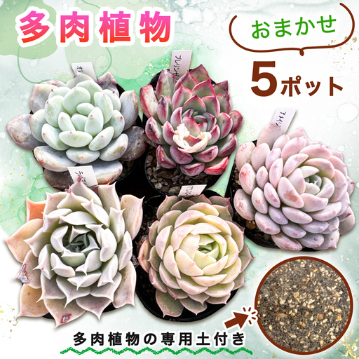 [9月下旬より順次発送]多肉植物 苗 おまかせ 5ポット★多肉植物専用土1パック付きで初心者も安心!|先行受付 ガーデニング [0994]
