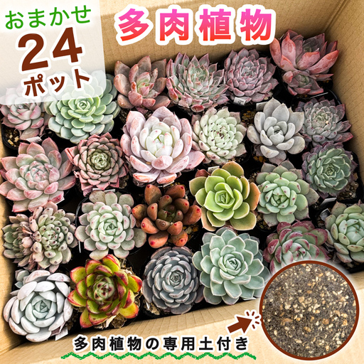 [9月下旬より順次発送]多肉植物 苗 おまかせ 24ポット★多肉植物専用土2パック付きで初心者も安心!|先行受付 ガーデニング [0995]