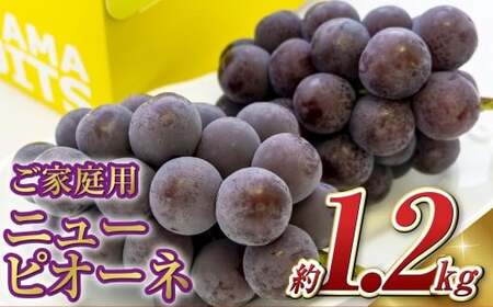 [ご家庭用]ニュー ピオーネ 2〜3房(合計約1.2kg) ブドウ 葡萄 岡山県産 国産 フルーツ 果物 岡山県 倉敷市 [2026年9月上旬〜10月上旬発送予定]