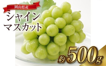 シャインマスカット 1房(約500g)果物 ぶどう フルーツ デザート スイーツ 高糖度 甘い 種なし 大粒 人気 皮ごと[2026年8月下旬〜9月下旬発送予定]