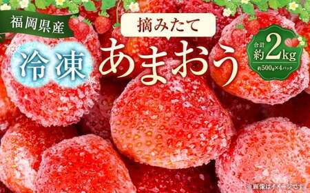 福岡県産 摘みたて 【 冷凍あまおう 】 約2kg （ 約500g × 4パック ） あまおう 国産 イチゴ いちご 苺 冷凍 フルーツ くだもの 果物 果実