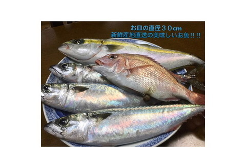 御坊産鮮魚セット 2.5kg 【定期便】(年4回お届け)【8001-2】
