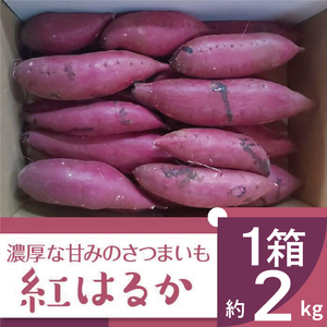 2025年度産 濃厚な甘みのさつまいも 紅はるか 約2kg|さつまいも 芋 お芋 紅はるか 渋谷農園 茨城県 行方市(BZ-56)