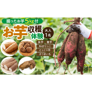 1284.[要予約 大人1名様用]北栄町 お芋収穫体験 長芋・ねばりっこ・とっくり芋・里芋・さつまいも 掘ったお芋5kg付き