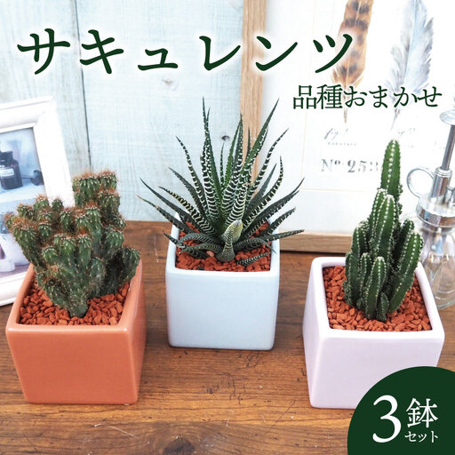 京都 多肉植物 サキュレンツ 3個 セット 植物 インテリア 観葉植物
