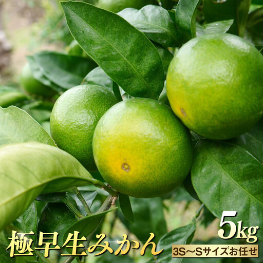 ※先行予約・2026年9月下旬発送開始予定※ 和歌山産 極早生みかん 5kg 3S～Sサイズおまかせ ［YN-26］橋詰農園