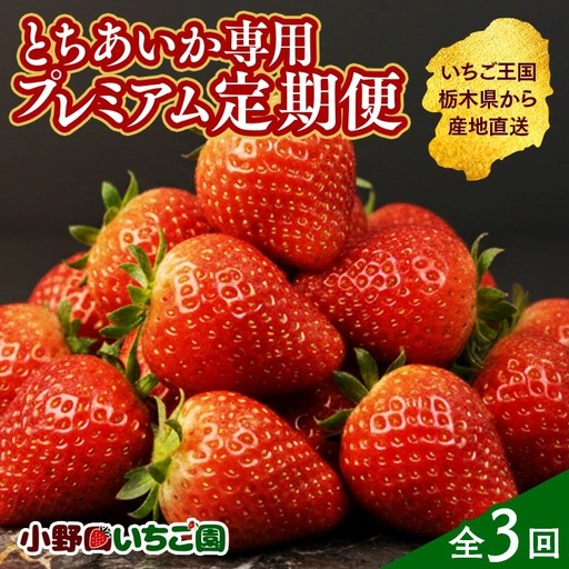 [定期便3ヶ月]とちあいか専用 プレミアム定期便 | とちあいか イチゴ 苺 栃木県 果物 フルーツ 栃木県 壬生町 産地直送 ※2027年1月頃より順次発送予定 ※離島への配送不可