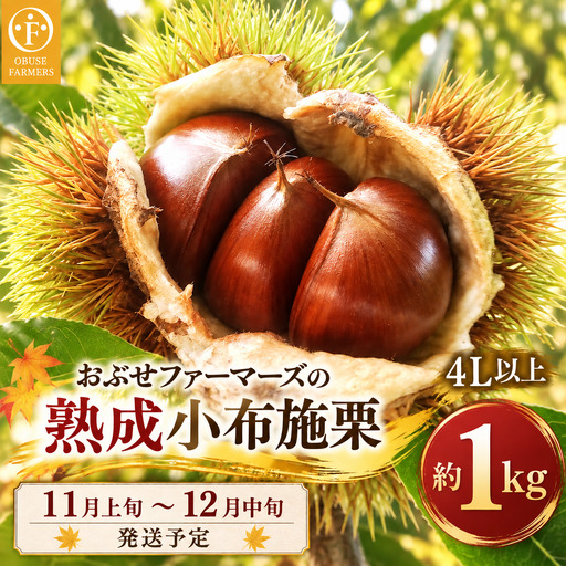 熟成小布施栗 4L以上限定 約1kg [おぶせファーマーズ]生栗 くり 長野県産 信州産 令和8年産 [2026年11月上旬〜12月中旬発送][F-70]